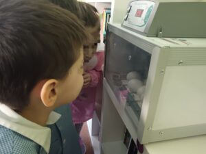 Osservazione del ciclo di vita di un pulcino alla scuola dell'infanzia.