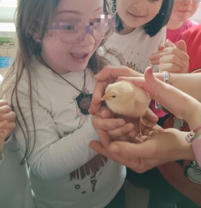 Osservazione del ciclo di vita di un pulcino alla scuola dell'infanzia.