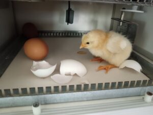 Osservazione del ciclo di vita di un pulcino alla scuola dell'infanzia.