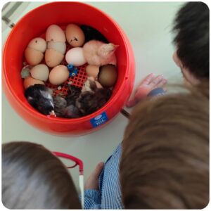 La nascita dei pulcini - scuola dell'infanzia via Cosenza.