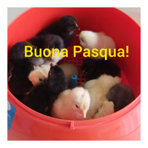 La nascita dei pulcini - scuola dell'infanzia via Cosenza.
