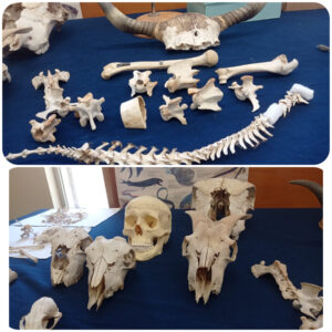 Progetto "Dall'uovo alla gallina"- scuola dell'infanzia plesso Cosenza.